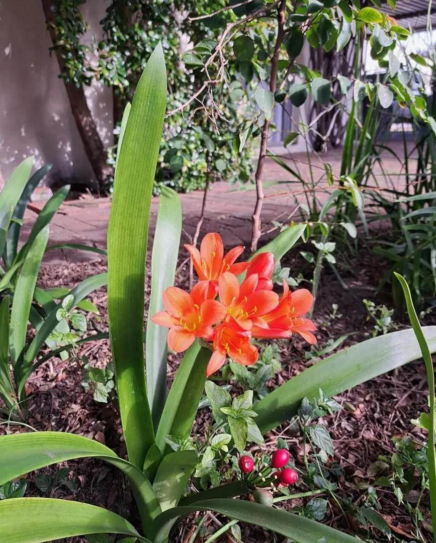 Home On Uitvlugt - Peaceful Leafy Garden Flat With Sunny Lounge Cape Town