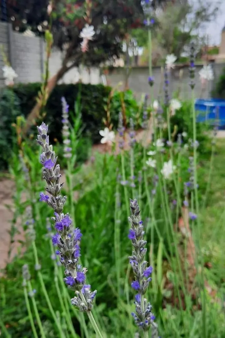 Home On Uitvlugt - Peaceful Leafy Garden Flat With Sunny Lounge Cape Town South Africa